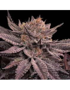 Lamponi 2.0 (Black Farm Genetix) Feminized Seeds | On Sale!