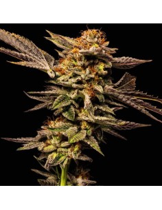 Los Angeles Kush (Black Farm Genetix) Feminized Seeds