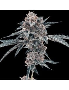 Motor Crashers (Black Farm Genetix) Feminized Seeds
