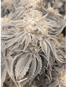 Josh Ghost - Black Farm Genetix