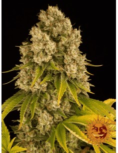 Cheese Auto - Barney's Farm