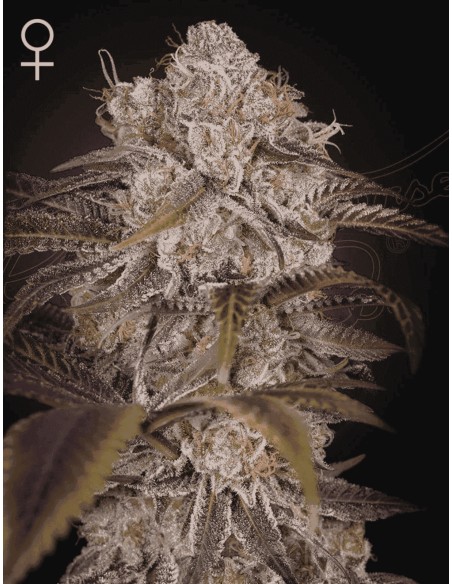 La Jefa - Green House Seeds