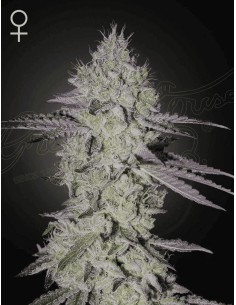 Tarte Tatin - Green House Seeds