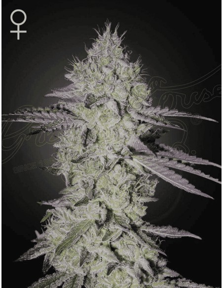 Tarte Tatin - Green House Seeds