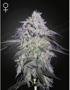 Nori Cake - Green House Seeds