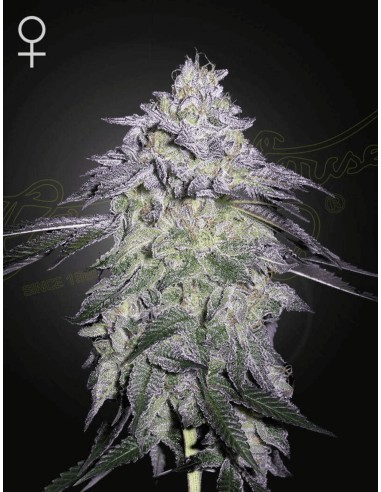 Nori Cake (Greenhouse Seeds) Semi di Cannabis | In Vendita!