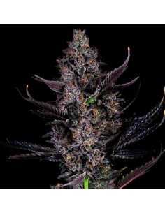 Bling Blaow (Compound Genetics) Feminized Seeds | On Sale!