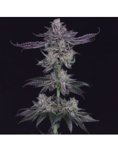 Banana Fudge Pop (Crockett Family Farms) Regular Seeds