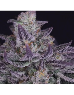 Banana Fudge Pop (Crockett Family Farms) Regular Seeds 2