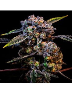 Banana Cream Pop (Compound Genetics) Feminized Seeds