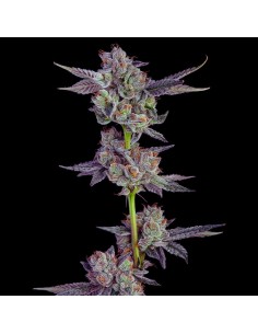 Wingsuit (Compound Genetics) Feminized Seeds | Up To 30% Off