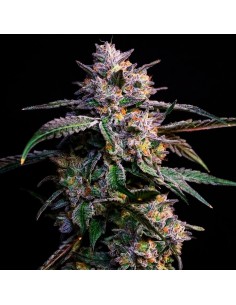 10 G'S (Compound Genetics) Feminized Seeds | Up To 30% Off