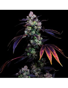 Perzimmon (Compound Genetics) Semillas Feminizadas