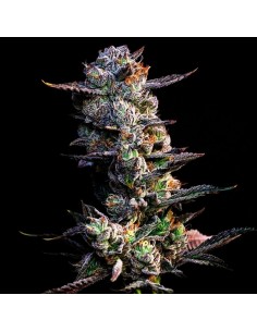 Gastro Pop S1 (Compound Genetics) Feminized Seeds | On Sale!