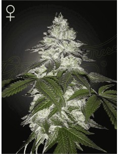 Milky Dreams (Greenhouse Seeds) Marijuana Seeds | On Sale!