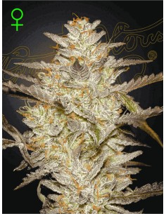 Alienz Auto 👽  - GreenHouse Seeds