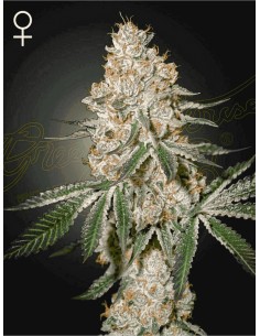 Highcloudz ⛅  - GreenHouse Seeds