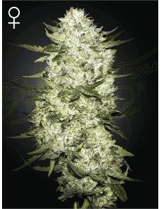 Highcloudz Auto (Greenhouse Seeds) Marijuana Seeds - Oaseeds