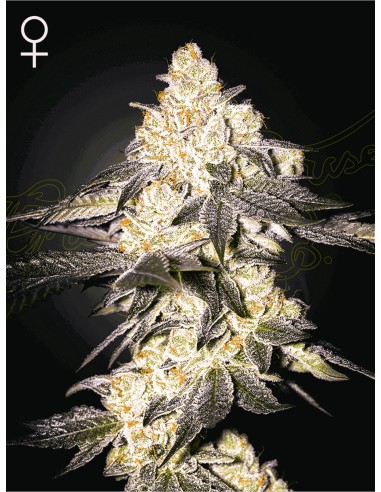 Moweeto (Greenhouse Seeds) Semi di Cannabis | In Vendita!