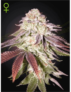 🍬🍨 Sugarlato Auto - GreenHouse Seeds