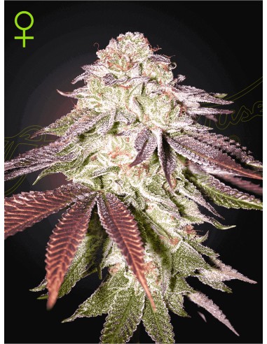 Sugarlato Auto (Greenhouse Seeds) Semi di Cannabis