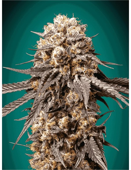 🎁 Bubba's Gift - 00 Seeds