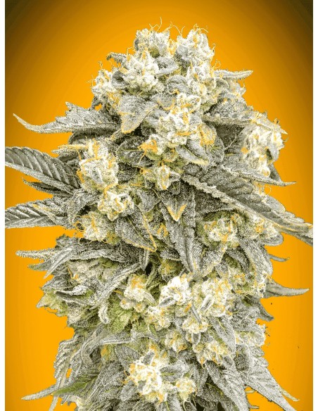 Mimosa (00Seeds) Marijuana Seeds | Up To 30% Off