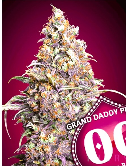 Grand Daddy Purple 💜🎅 - 00Seeds