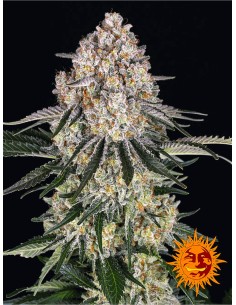 Sour Diesel Auto (Barneys Farm Seeds) Marijuana Seeds
