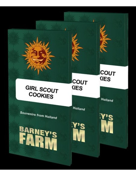 Girl Scout Cookies (Barneys Farm Seeds) Marijuana Seeds