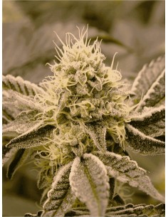 Mouth Wash (Humboldt Seed Organization) Semi di Cannabis