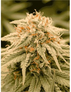 Humboldt Seed Organization: California Cannabis Elite