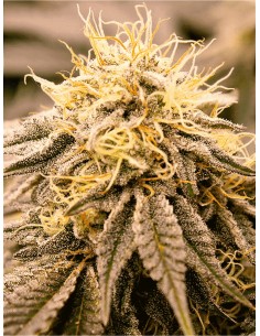 SunDogZ (Humboldt Seed Organization) Semi di Cannabis