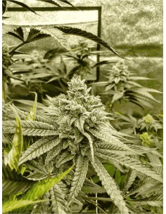 White Truffle (Growers Choice) - Fast 8-Week Flowering