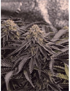 Mimosa Gusher (Growers Choice) - Alto THC e Resa