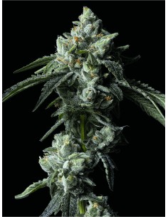 Challah Bread (DNA Genetics) Marijuana Seeds | Up To 30% Off