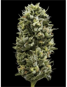 Snack Pack (DNA Genetics) Marijuana Seeds | Up To 30% Off