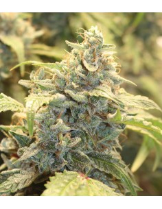 Creme-Tasmo (Mephisto Genetics) Autoflowering Seeds