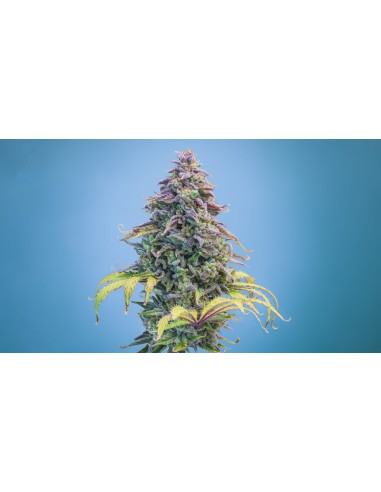 Aunt Ginny's Elixir (Mephisto Genetics) Semi Autofiorenti