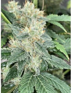 Aunt Ginny's Elixir (Mephisto Genetics) Autoflowering Seeds 2