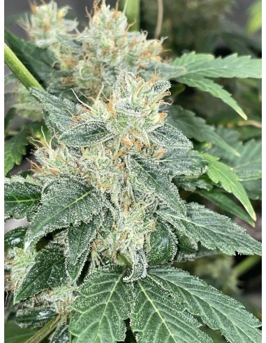 Aunt Ginny's Elixir (Mephisto Genetics) Semi Autofiorenti