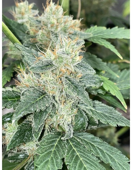 Aunt Ginny's Elixir (Mephisto Genetics) Semi Autofiorenti
