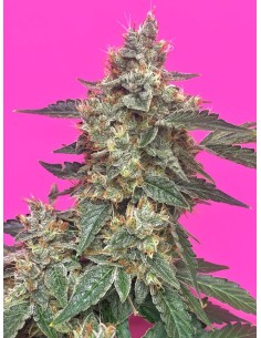 Aunt Ginny's Elixir (Mephisto Genetics)