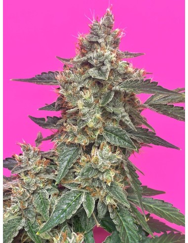 Aunt Ginny's Elixir (Mephisto Genetics) Semi Autofiorenti