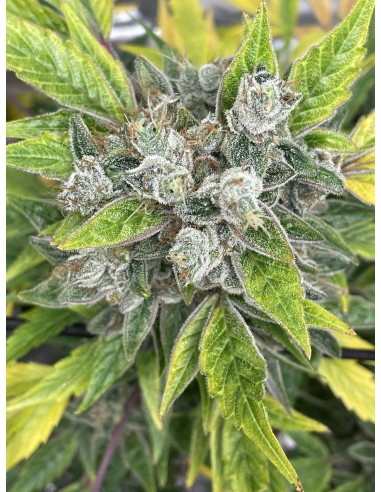 Aunt Ginny's Elixir (Mephisto Genetics) Semi Autofiorenti