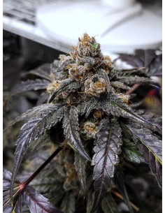 Ravenberry (Mephisto Genetics) Autoflowering Seeds - Oaseeds