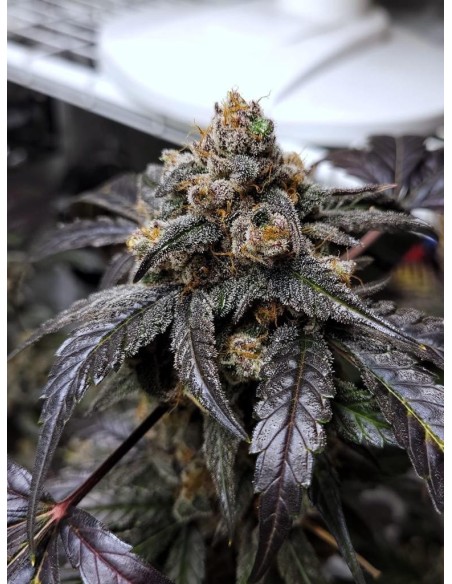 Ravenberry (Mephisto Genetics) Autoflowering Seeds - Oaseeds