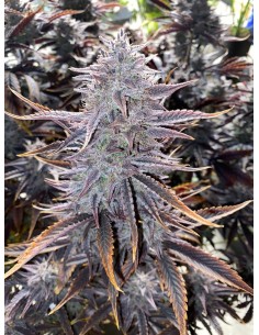 Ghost Toof (Mephisto Genetics) Autoflowering Seeds - Oaseeds
