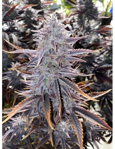 Ghost Toof (Mephisto Genetics) Autoflowering Seeds - Oaseeds