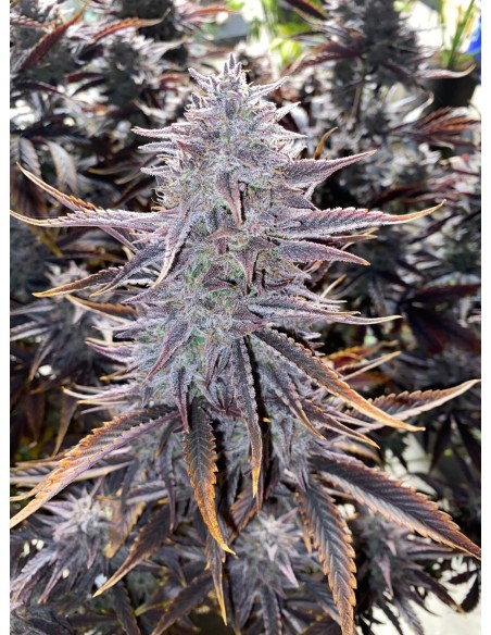 Ghost Toof (Mephisto Genetics) Autoflowering Seeds - Oaseeds